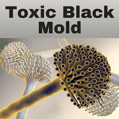 Preventing Toxic Black Mold with a Water Leak Prevention System Toxic Black Mold